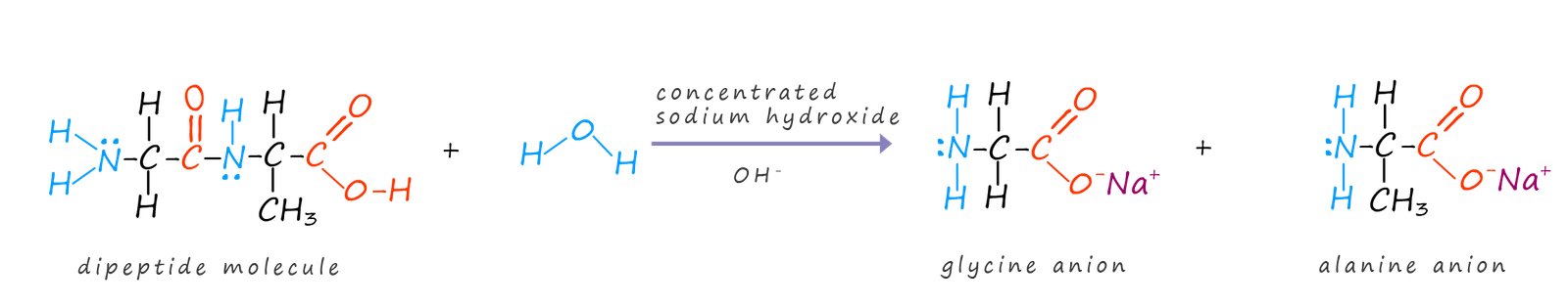 Alkaline hydrolysis of a dipeptide molecule using sodium hydroxide solution